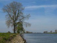 NL, Noord-Brabant, Waalwijk, Bergsche Maas 1, Saxifraga-Jan van der Straaten